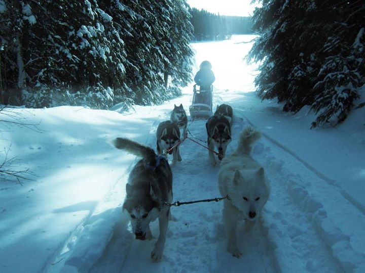 chien de traineau Québec