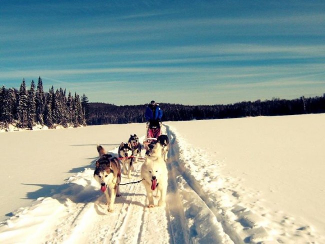 Chien de traineau au Québec