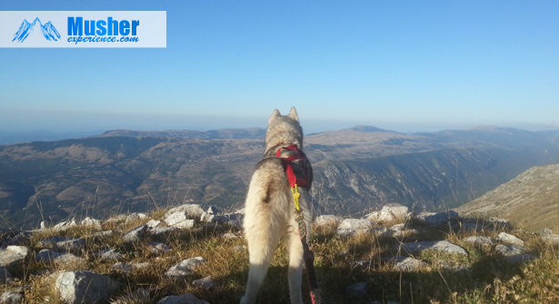 Canirando dans les Alpes-Maritimes