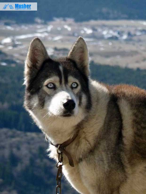 Chien de traineau de Pierre Duran