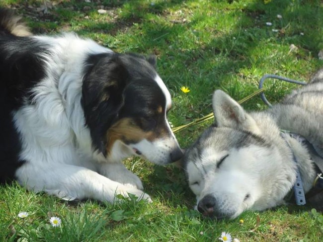 Berger australien et husky sibérien