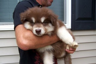 Chiot malamute geant