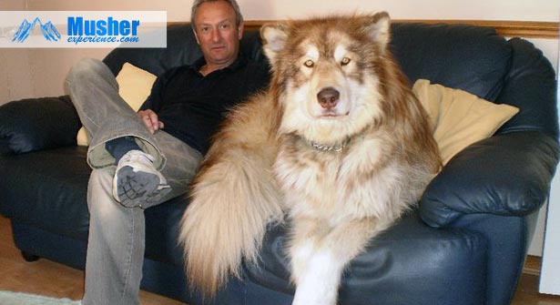 Malamute Géant Ou Alaskan Giant Malamute Race De Chien Géant