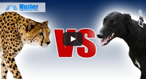 Greyhound VS Guepard