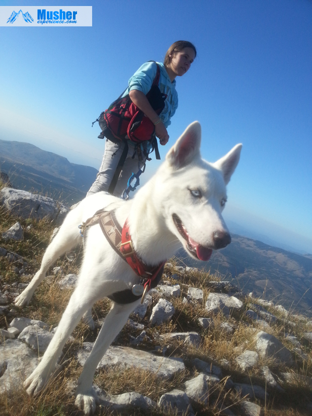 Husky blanc en canirando