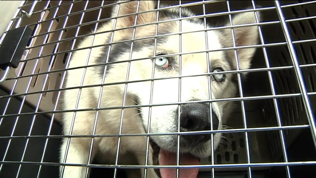 Husky en cage