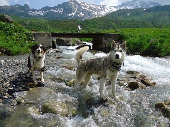 Husky de sibérie et berger australien