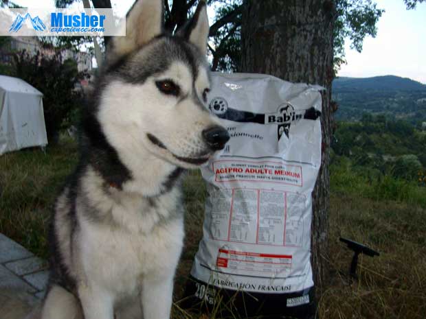 Husky siberien et croquettes babin