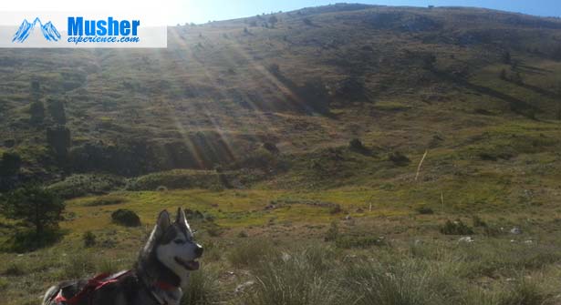 Husky siberien à Greolieres