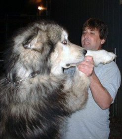 Malamute géant: comparaison avec l'homme