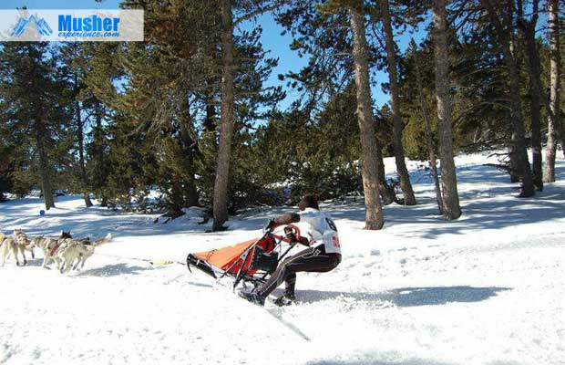 Chien de traineau course sprint