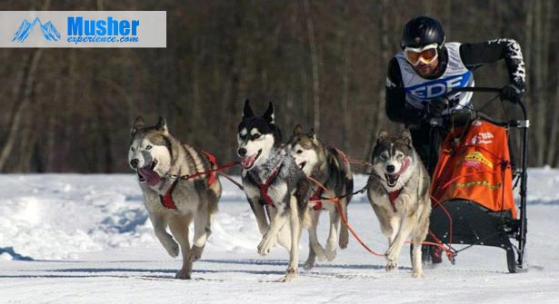 Pierre Duran: chien de traineau