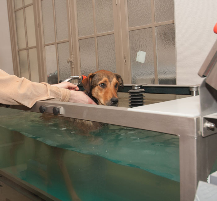 Tapis roulant aquatique pour chien