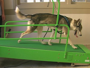 Husky sur tapis roulant sec