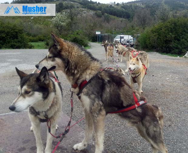 Attelage de husky siberien