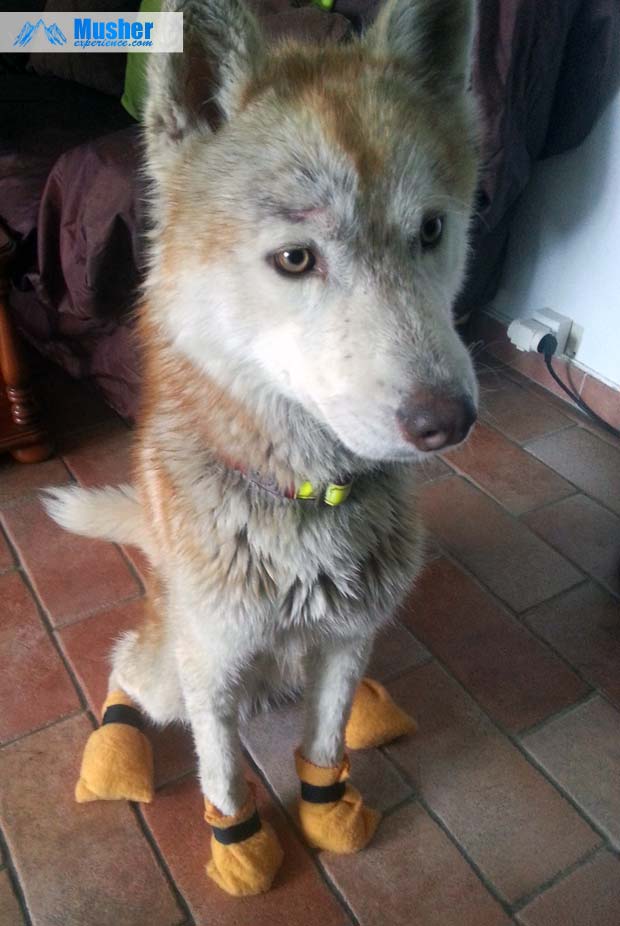 Mon chien et ses bottines de protection