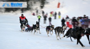 Chien de traineau à La Grande Odyssée