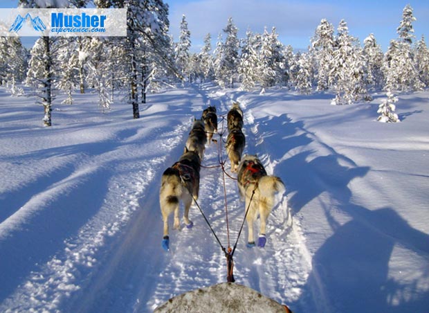 Mushing: Erik Martinez et son attelage en traineau