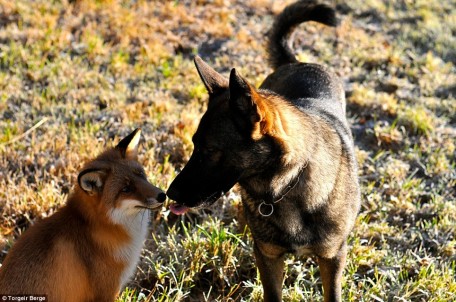 Chien et renard