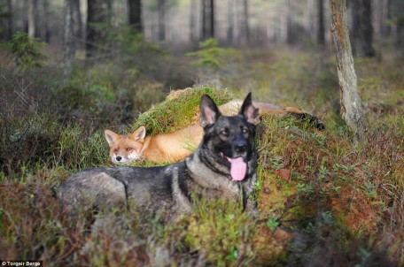 Le chien et le renard en forêt