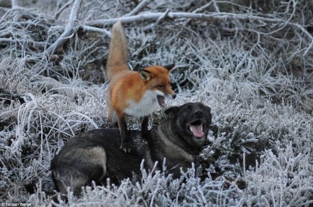 Le renard et le chien