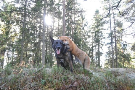 Fox and dog in forest