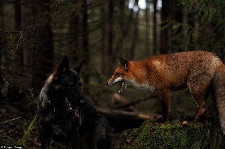 Fox and Hound