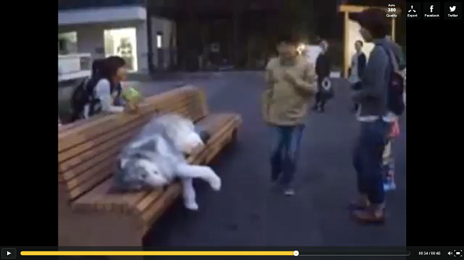 Loup sur un banc en ville