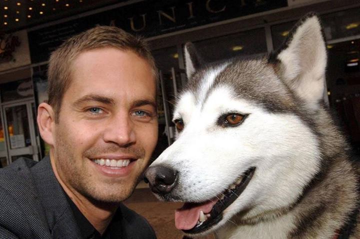 Paul Walker & siberian husky