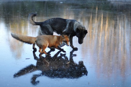 Photo: fox and dog