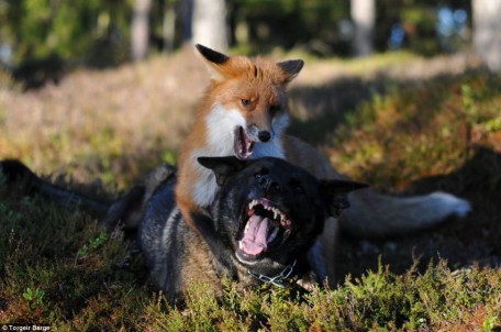 Renard et chien jouent ensemble