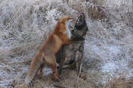 Renard et chien jouent