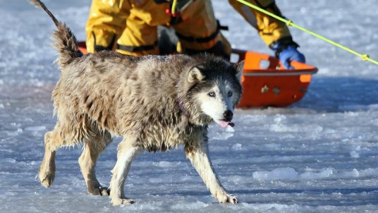 Husky sauvé des eaux glacées