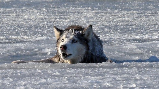 Husky Siberien dans les eaux glacées