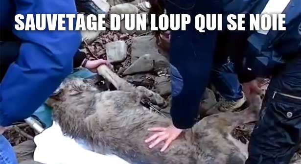 Sauvetage d'un loup qui se noie