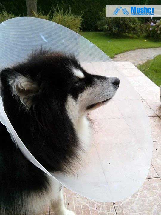 Malamute avec colerette