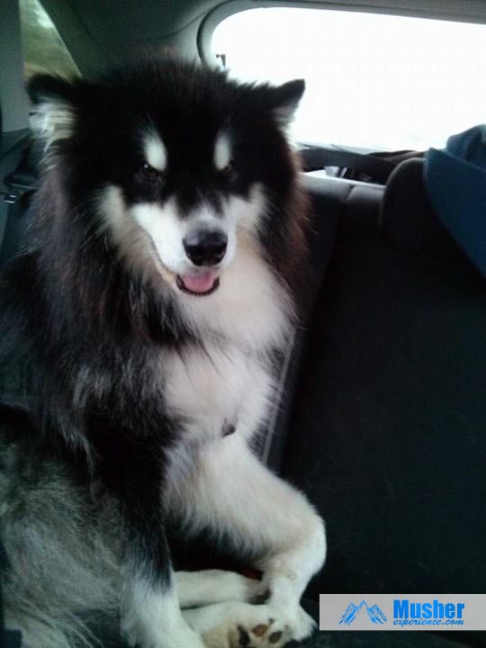 Le malamute en voiture