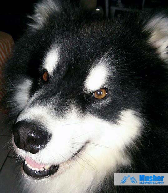 Night, le malamute d'Alaska