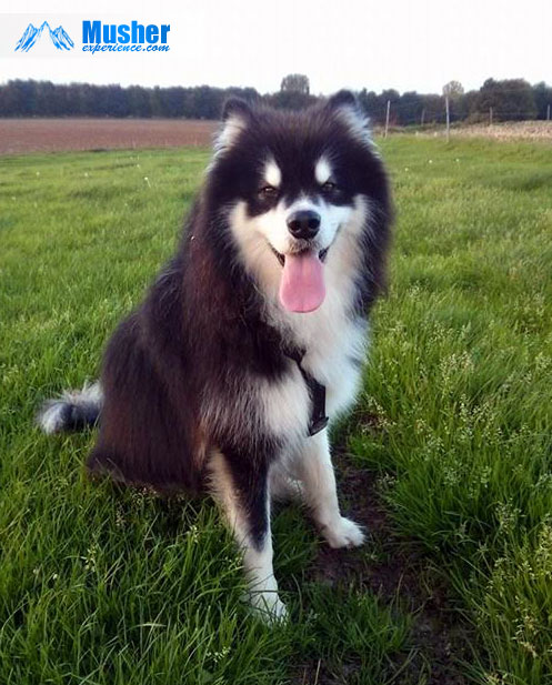 Night, le malamute d'Alaska