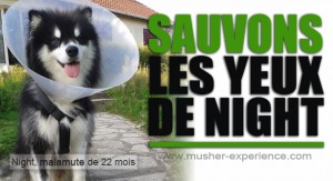 Sauvons les yeux de Night le malamute