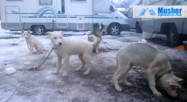 Chiots à une stake-out