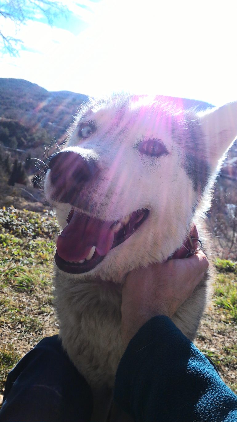 Moment de complicité avec ma chienne Glayna, husky sibérien