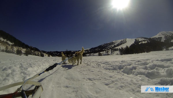 Chien de traineau à Gréolières les neiges