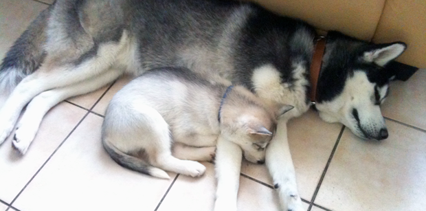 husky-chiot