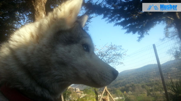 Husky sibérien aux yeux bleu