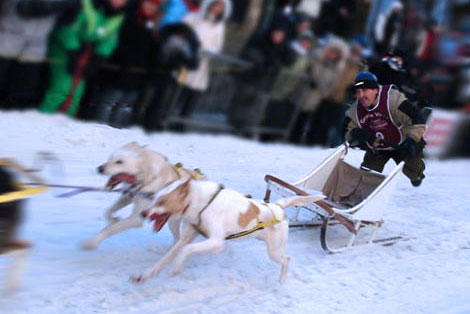 Course chien de traineau, Canada