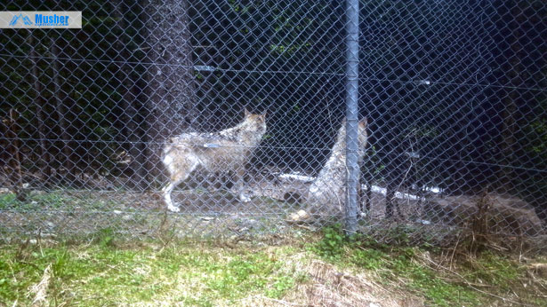 Loups au Parc Alpha