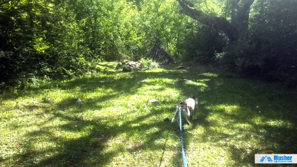 Mordue par une vipère au lac d'Isaby, sa chienne meurt : la