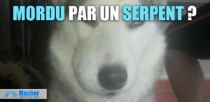 Chien mordu par un serpent