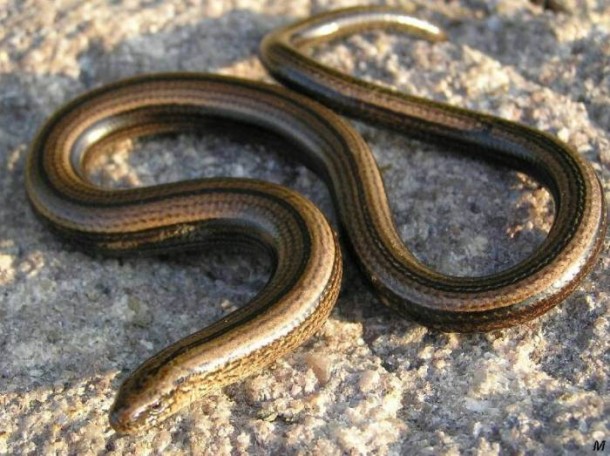Orvet, à ne pas confondre avec d'autres serpents comme la couleuvre ou la vipère